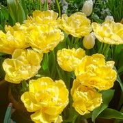 Tulip 'Vanguard' Seeds