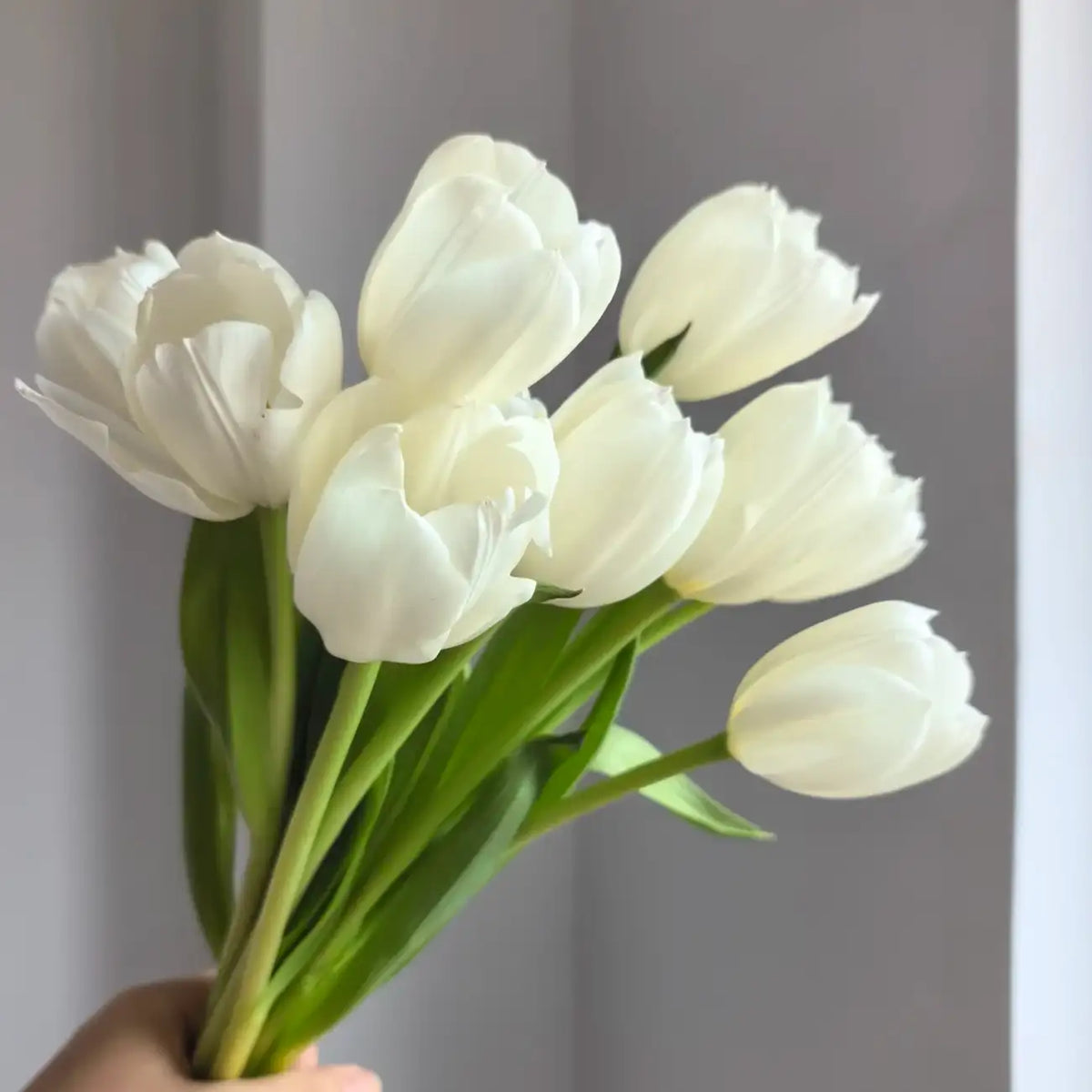 Tulip 'Virgin' Seeds