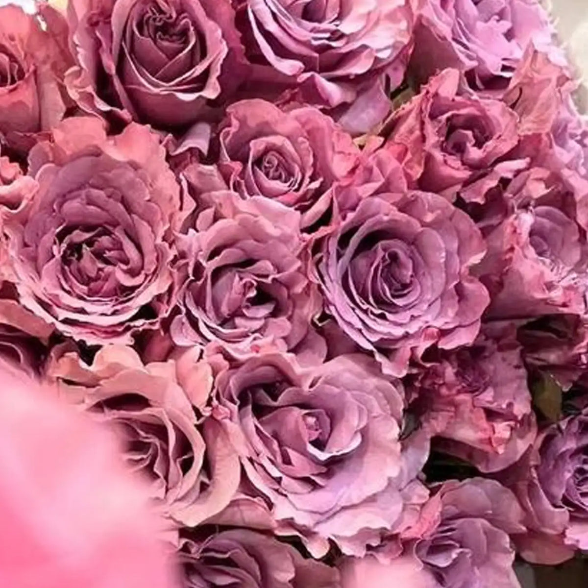 Twilight Rose Seeds