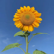 Vincent's Fresh Sunflower Seeds