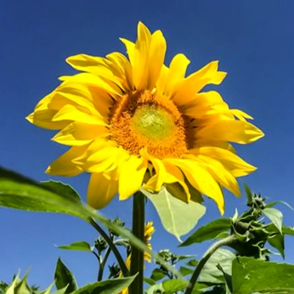 Vincent's Selection Sunflower Seeds-Brilliant Yellow
