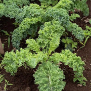 Walking Stick Kale Tree Seeds