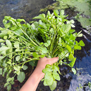 Watercress Seeds