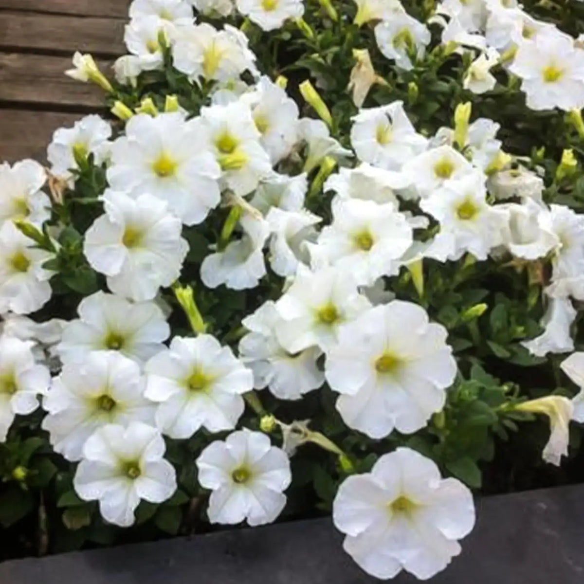 petunia hybrid seeds-White