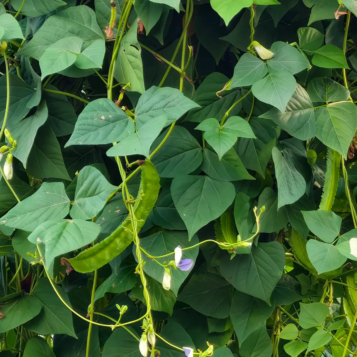 Winged Bean Seeds – Four-Angled Bean