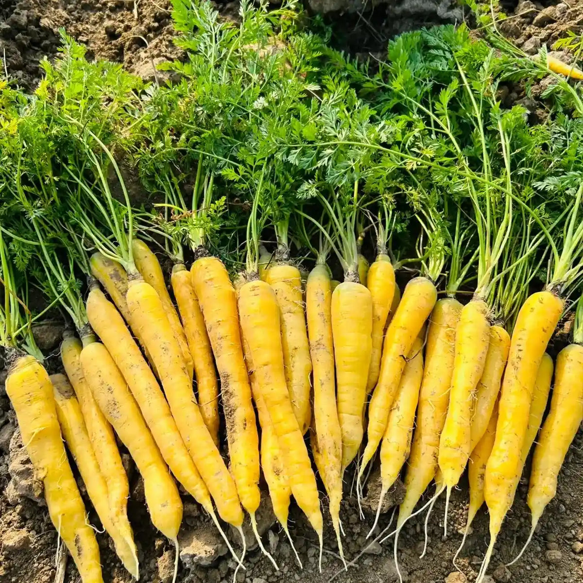 Yellow Carrots Seeds