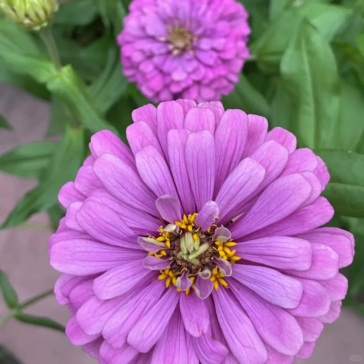 Zinnia Seeds - Benary's Giant Lavender