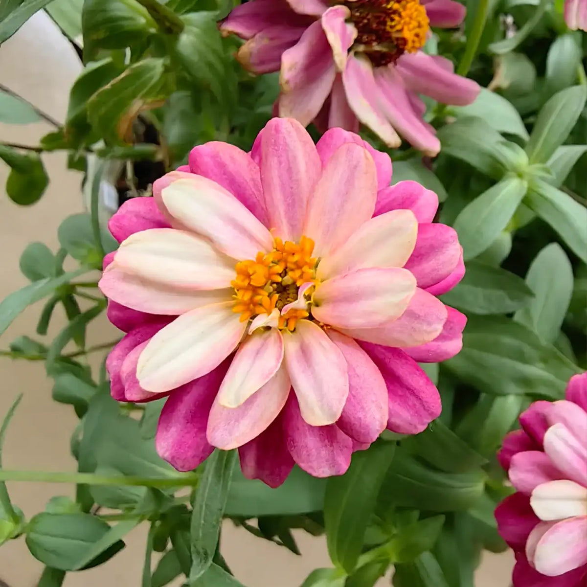 Zinnia Seeds - Double Zahara Raspberry Ripple