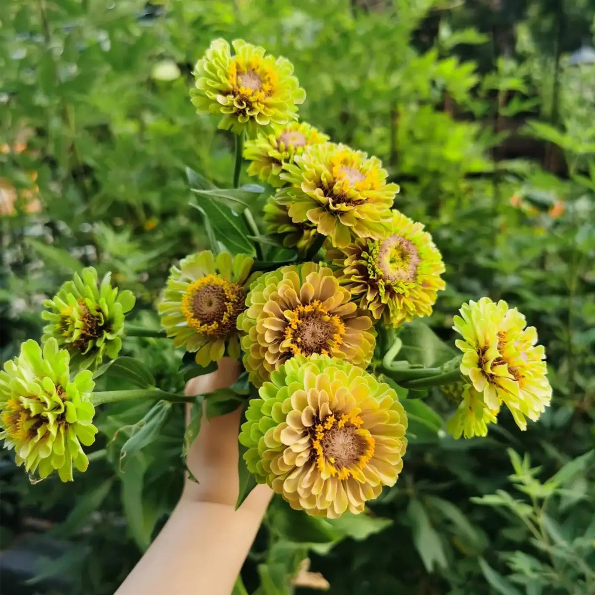 Zinnia Seeds - Lime Blush