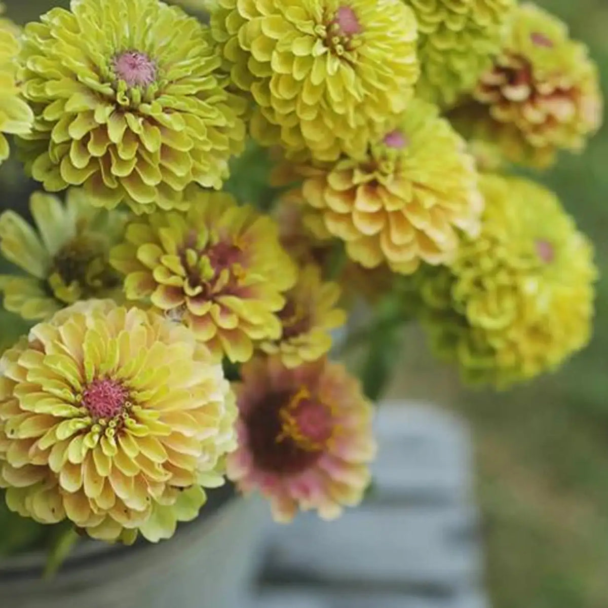 Zinnia Seeds - Lime Blush