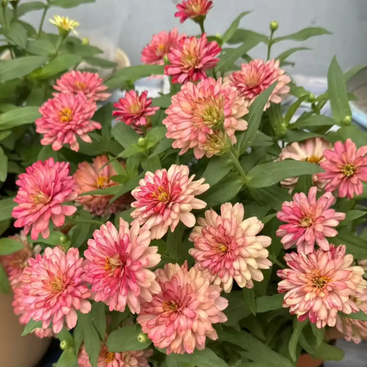Zinnia Seeds - Oklahoma Salmon