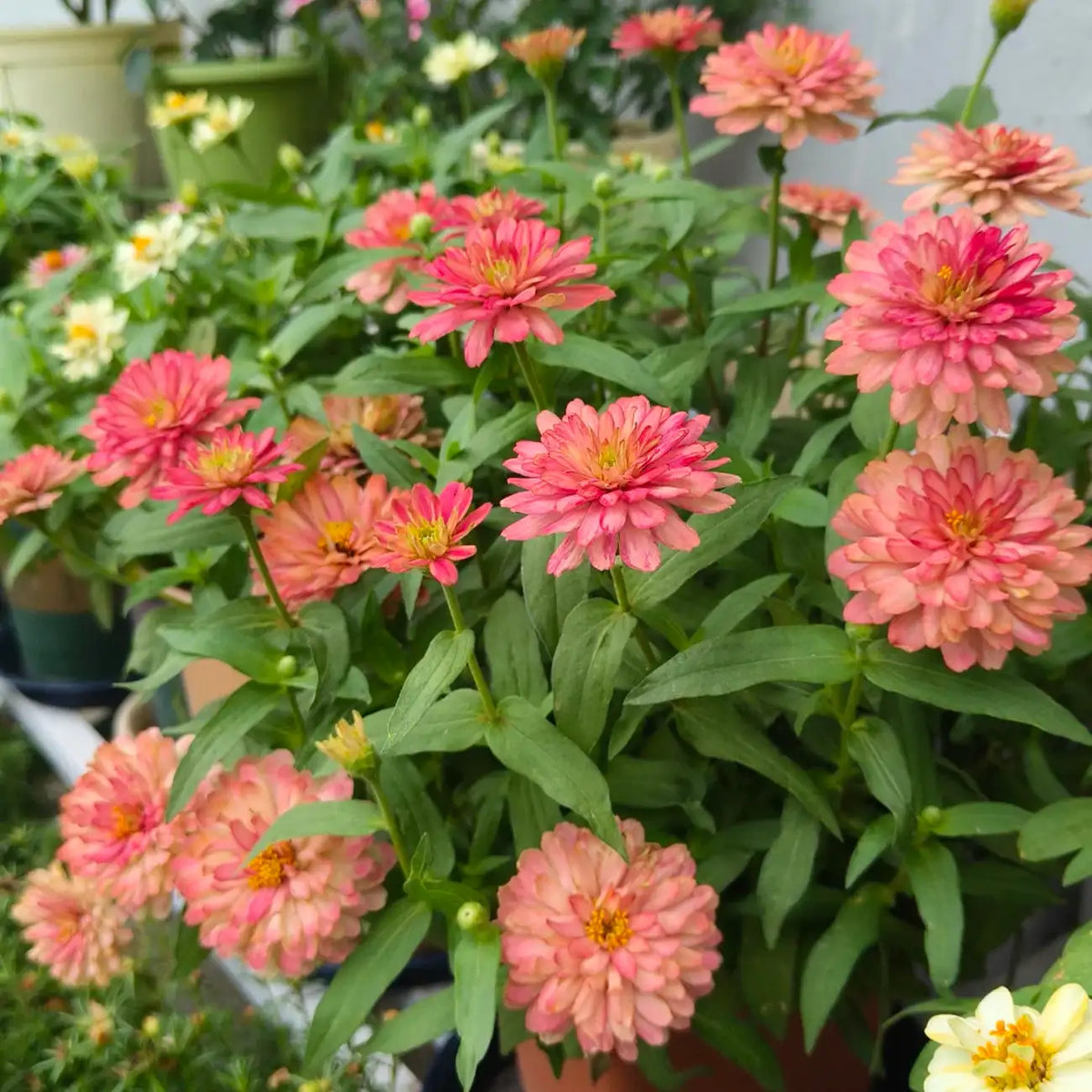 Zinnia Seeds - Oklahoma Salmon