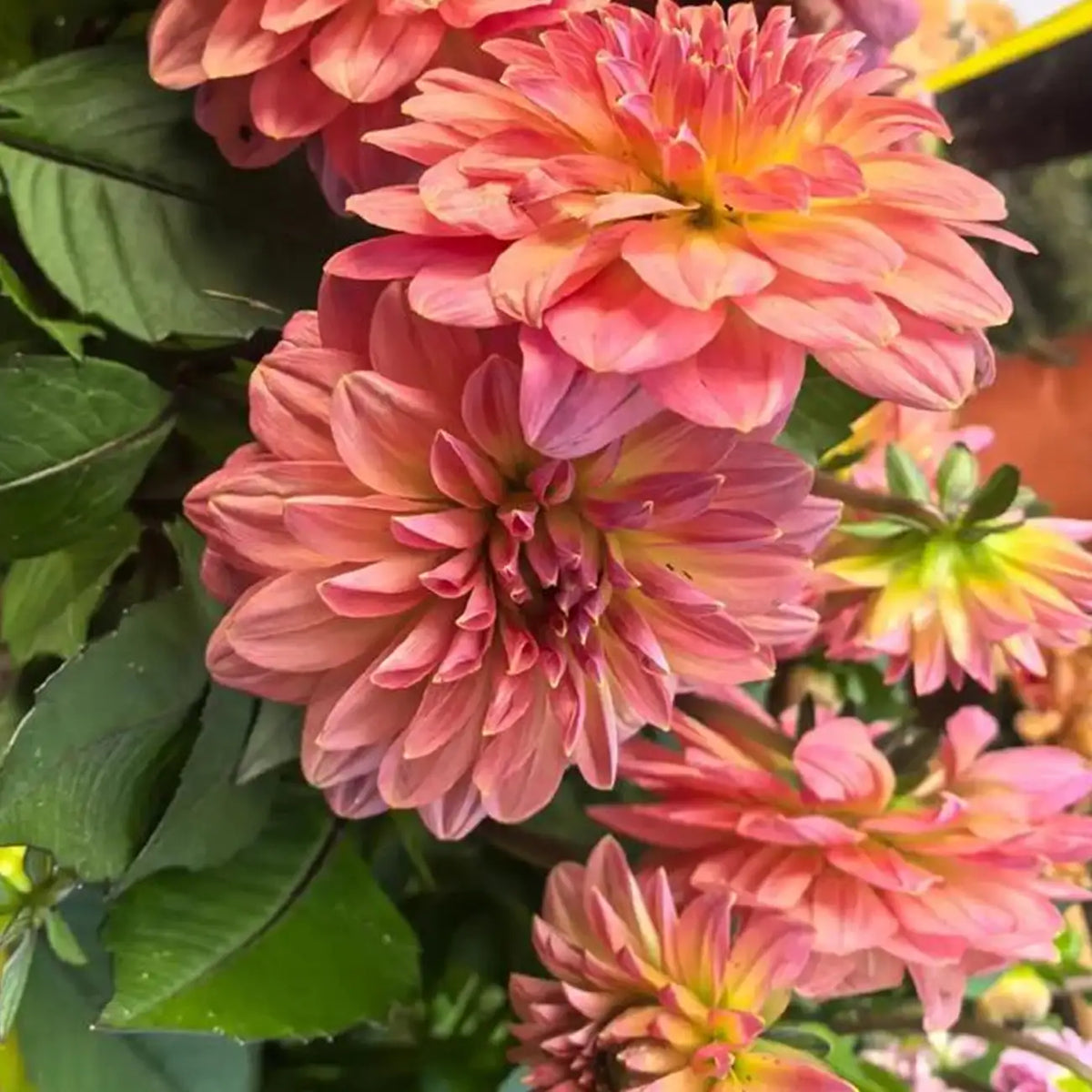 Zinnia Seeds - Oklahoma Salmon