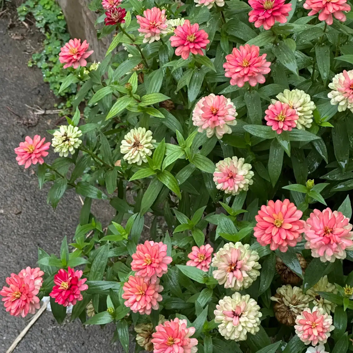 Zinnia Seeds - Queen Blush Lime