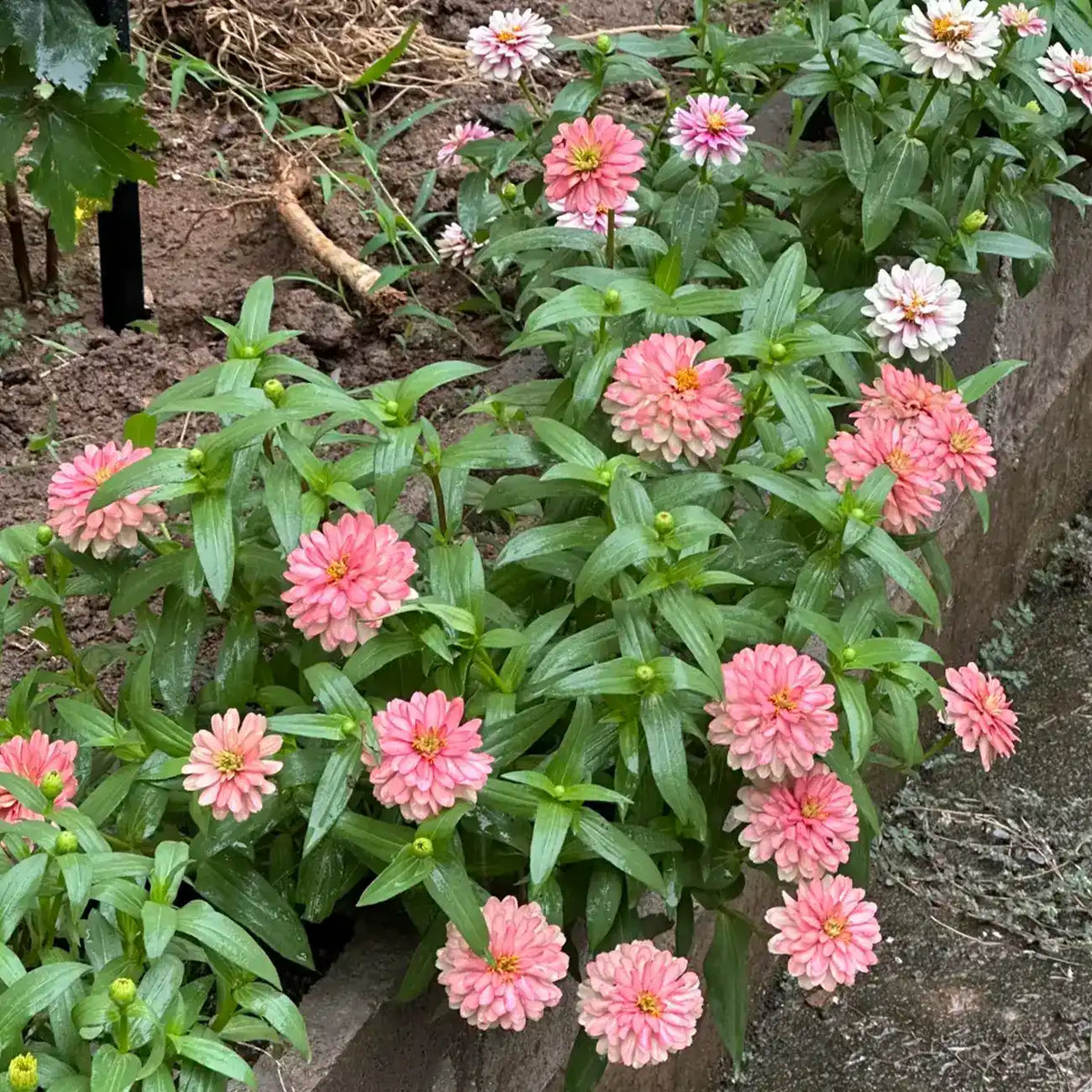 Zinnia Seeds - Queen Blush Lime