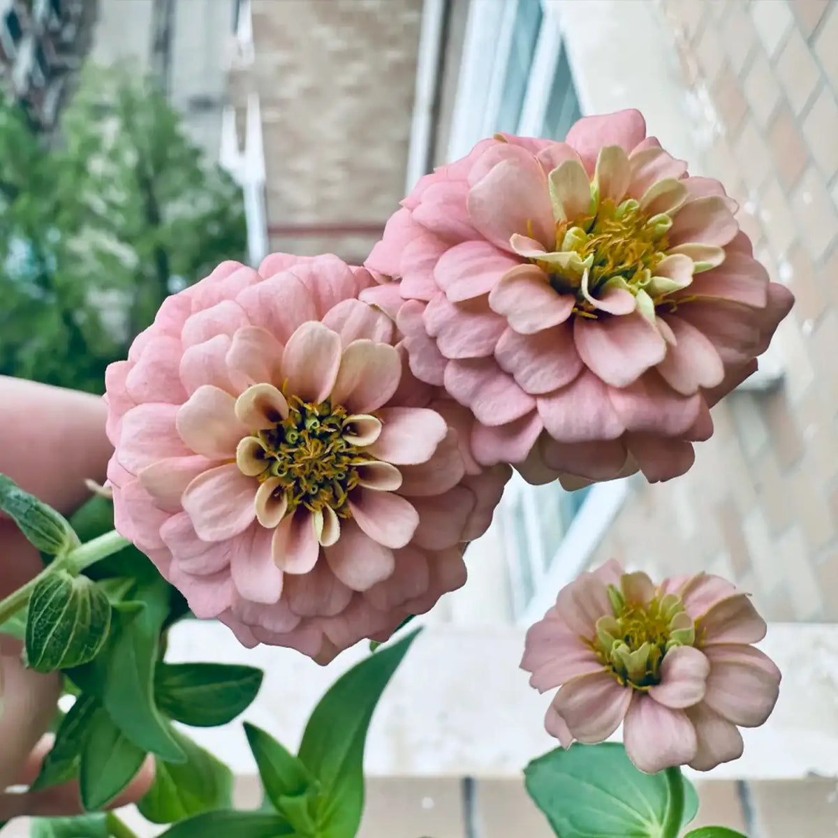 Zinnia Seeds - Salmon Pink