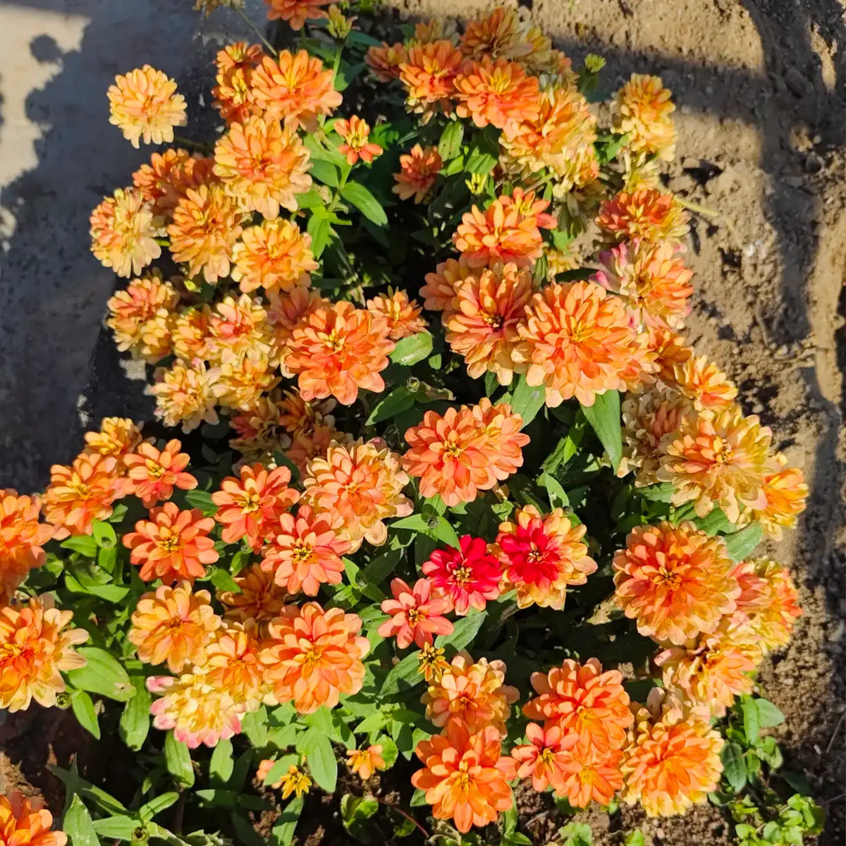 Zinnia Seeds - Salmon Pink