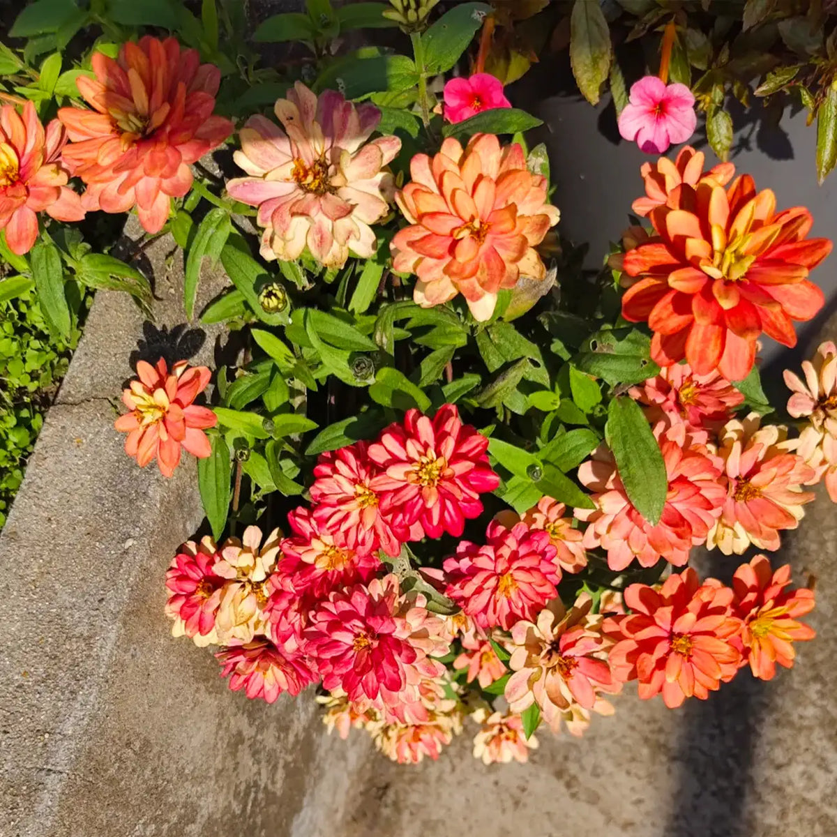 Zinnia Seeds - Salmon Pink