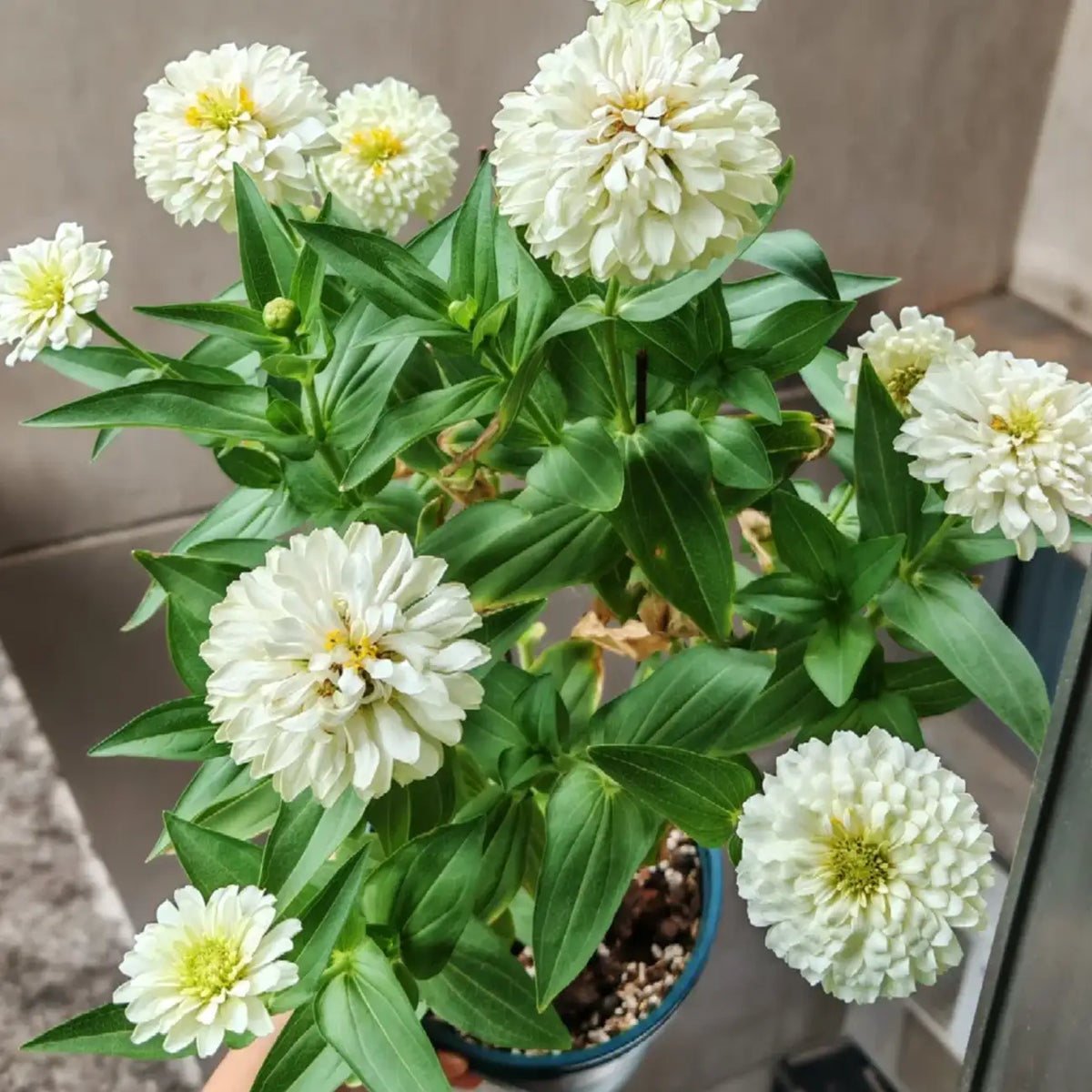 Zinnia 'Basha White' Seeds