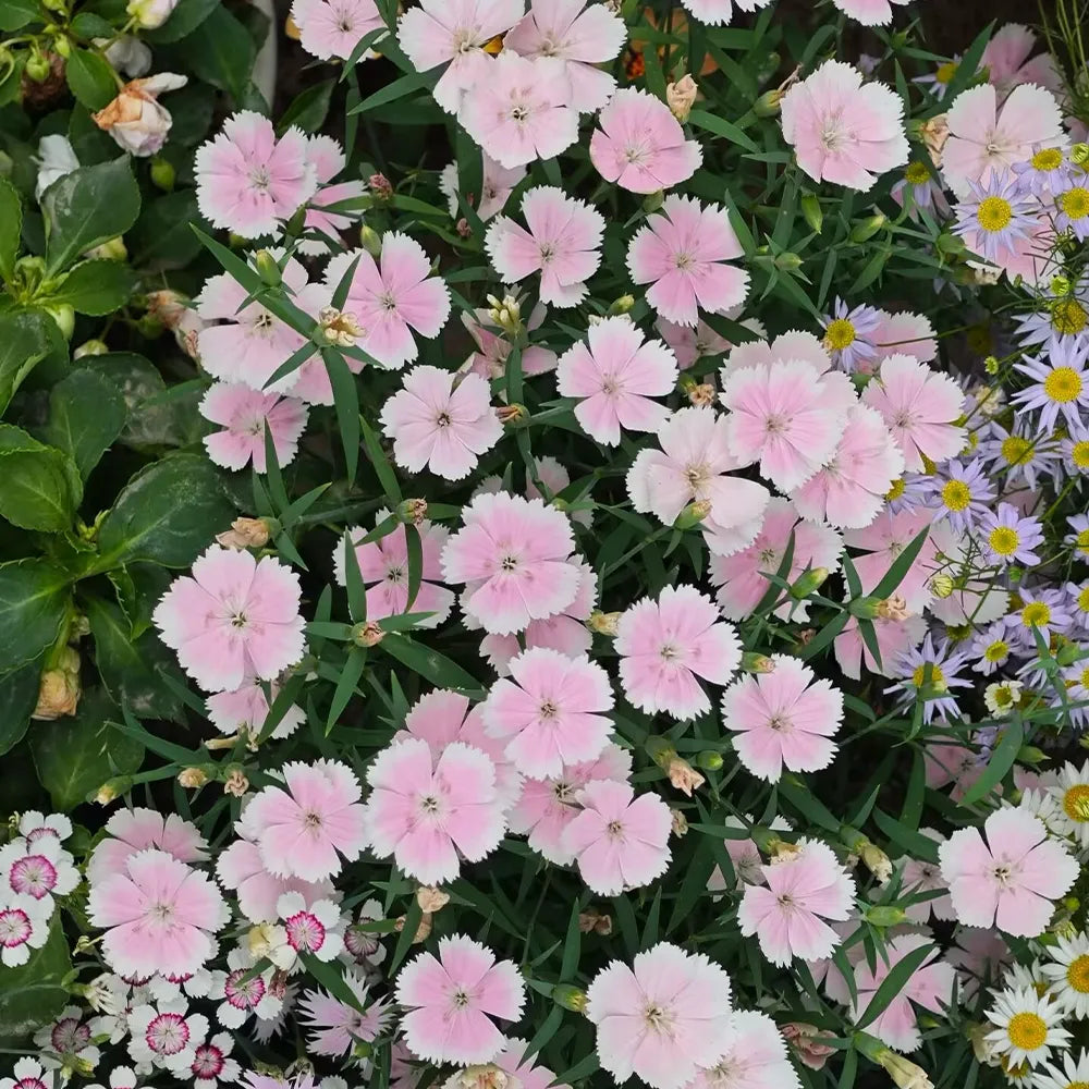 Maiden Series Dianthus Seeds