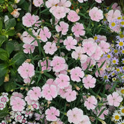 Maiden Series Dianthus Seeds