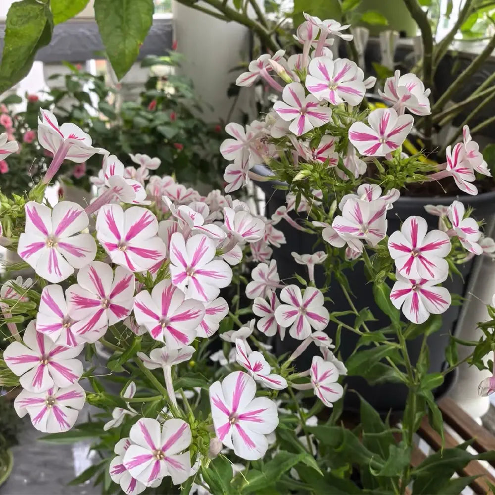 Perennial Phlox ‘Curly Wind’ Seeds