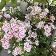 Perennial Phlox ‘Curly Wind’ Seeds