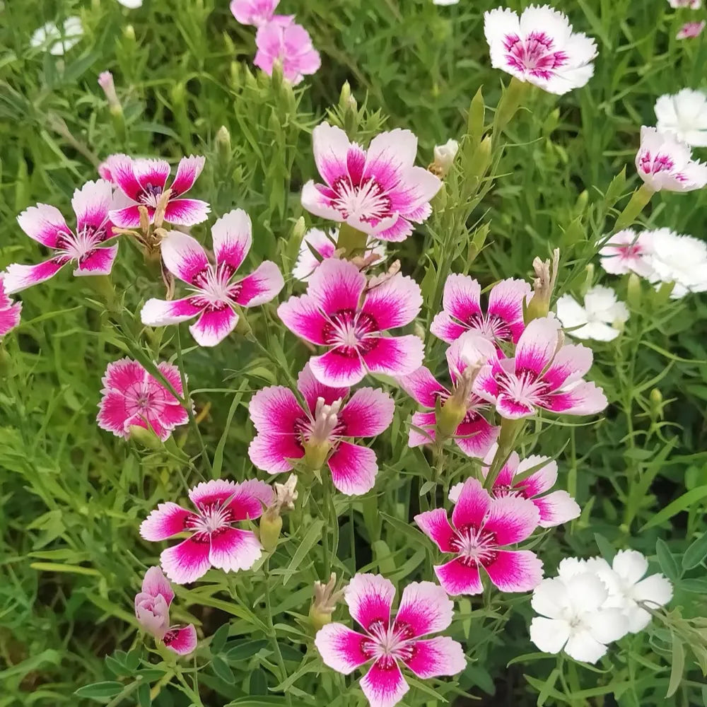 Dianthus ‘Rainbow Mix’ Seeds
