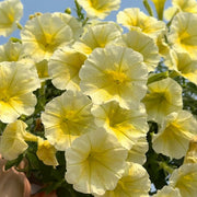 Pale Yellow Petunias Seeds