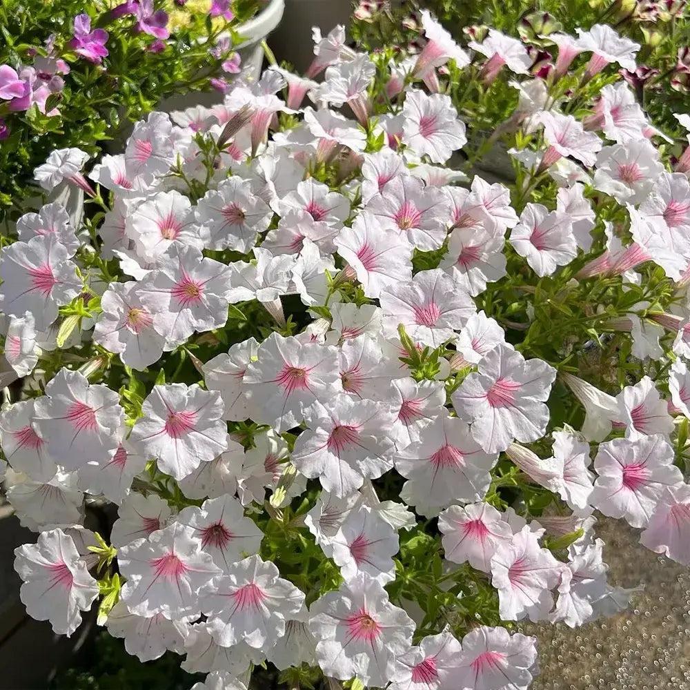 Silver Berry Petunia Seeds