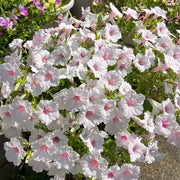 Silver Berry Petunia Seeds