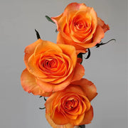 King Rose Seeds