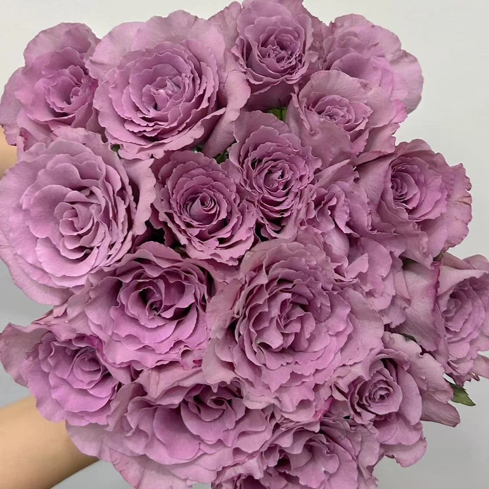 Twilight Rose Seeds