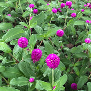 Rose Pink Gomphrena Seeds