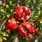 Pomegranate Seeds