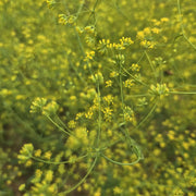 Bupleurum Seeds