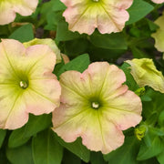 Milkshake-Colored Petunias Seeds