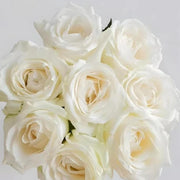 White Snow Mountain Rose Seeds
