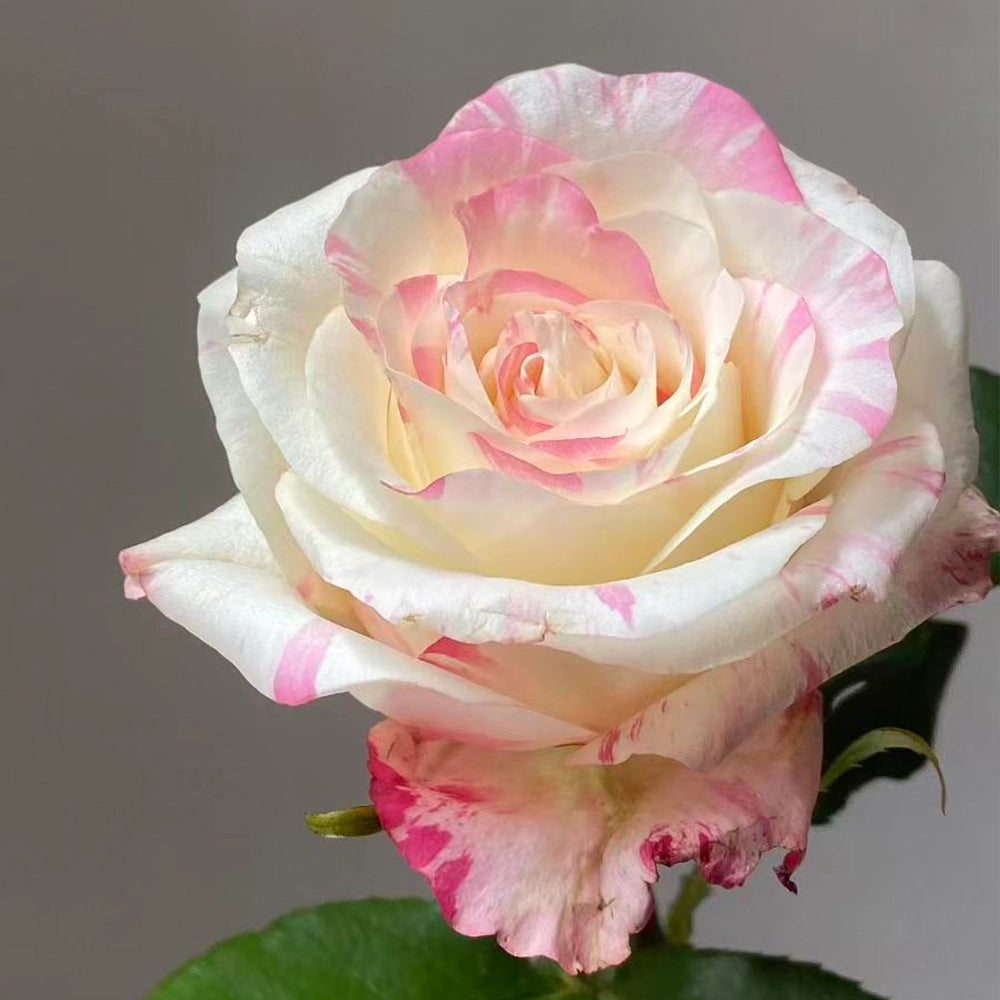 Neon Dress Rose Seeds