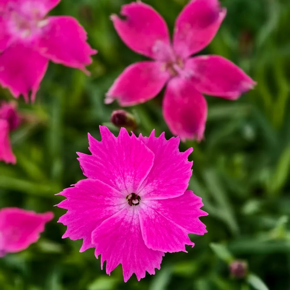 European Dianthus Seeds