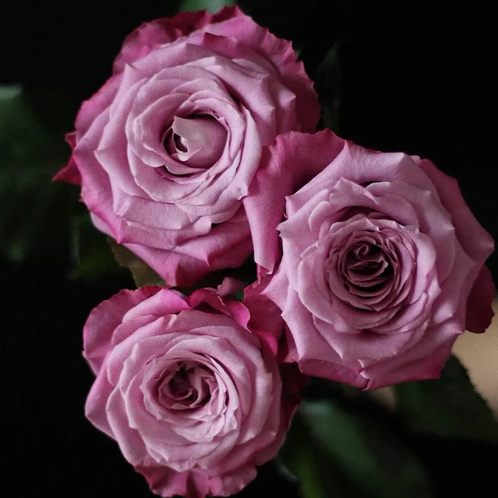 Blue Sea Rose Seeds