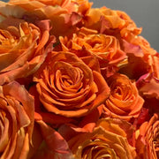 Ode to Joy Rose Seeds