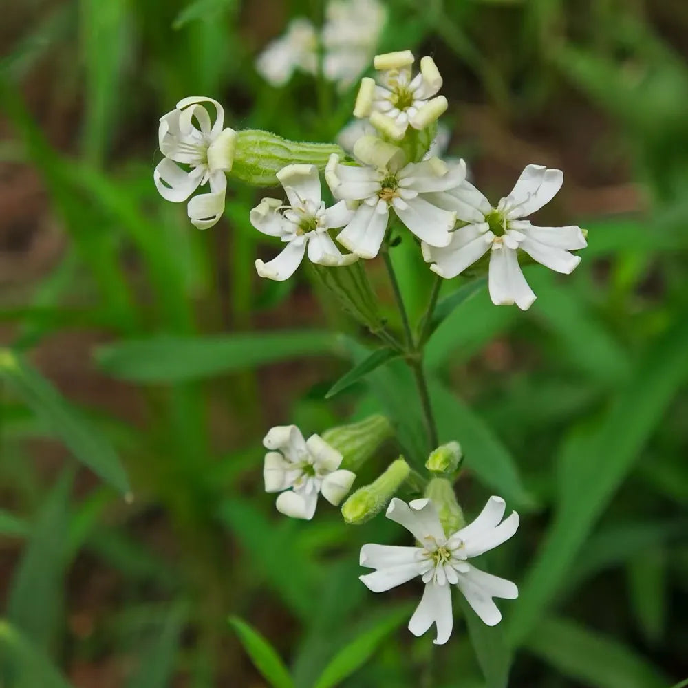 Rock Catchfly Seeds