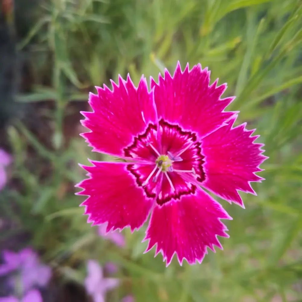 Red Dianthus Seeds