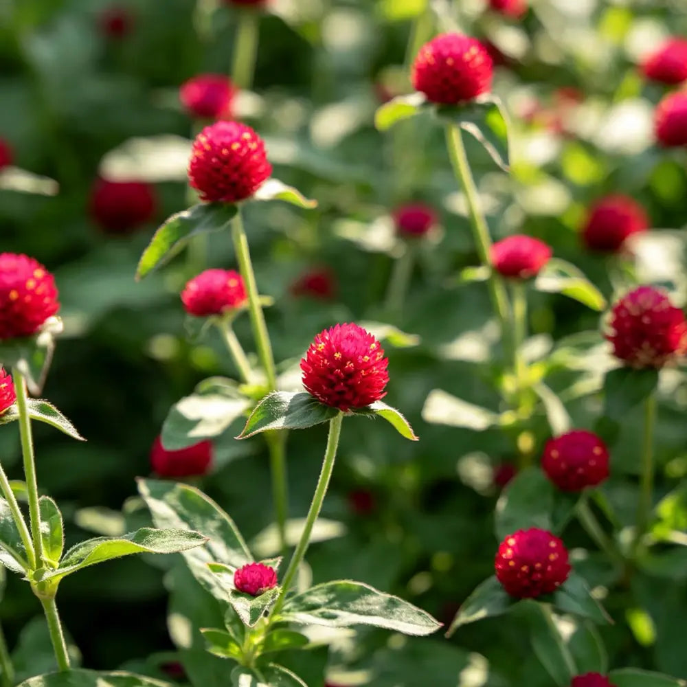 Red Gomphrena Seeds