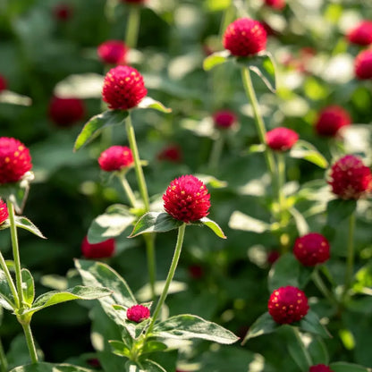 Red Gomphrena Seeds