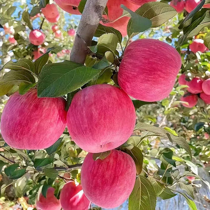 Red Apple Seeds