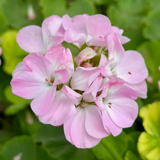 Geraniums Seeds