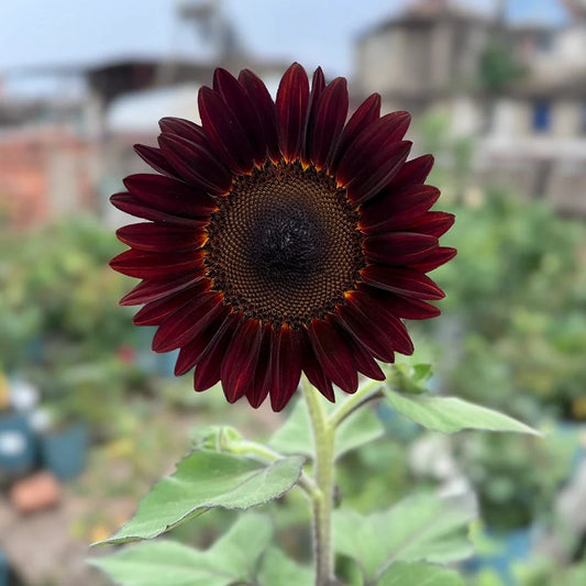 Black Swan Sunflower Seeds