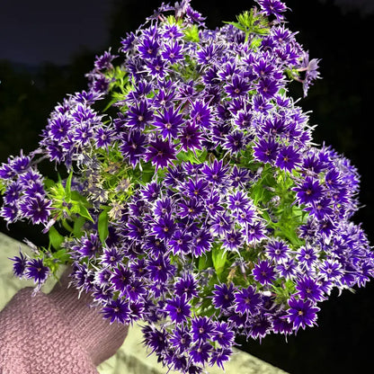 Phlox ‘Star Flower Series’ Seeds